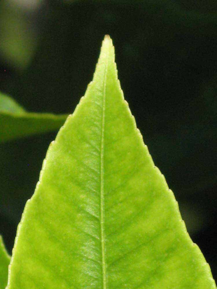              Margin (Winter Haven, FL)       